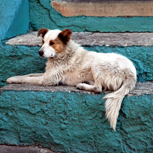 hund
